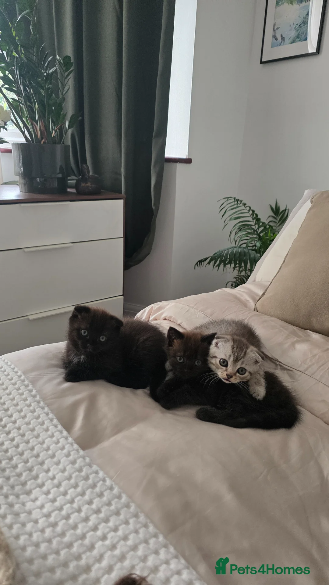 Scottish Fold cats for sale: 3 Scottish fold  kittens  - Advert 2