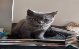 British Shorthair cats for sale: British short hair kitten for sale - Image 3