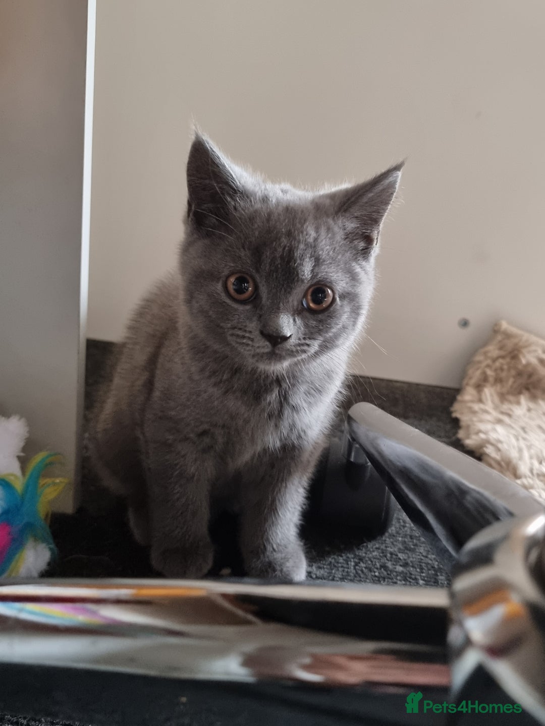 British Shorthair cats for sale: British short hair kitten for sale - Image 3