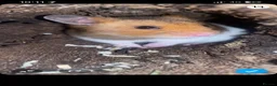 Hamster rodents for sale: male syrian hamster  in Didcot - Advert 4