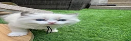 Ragdoll cats for sale: Gccf (champion) ragdoll kittens  - Advert 8