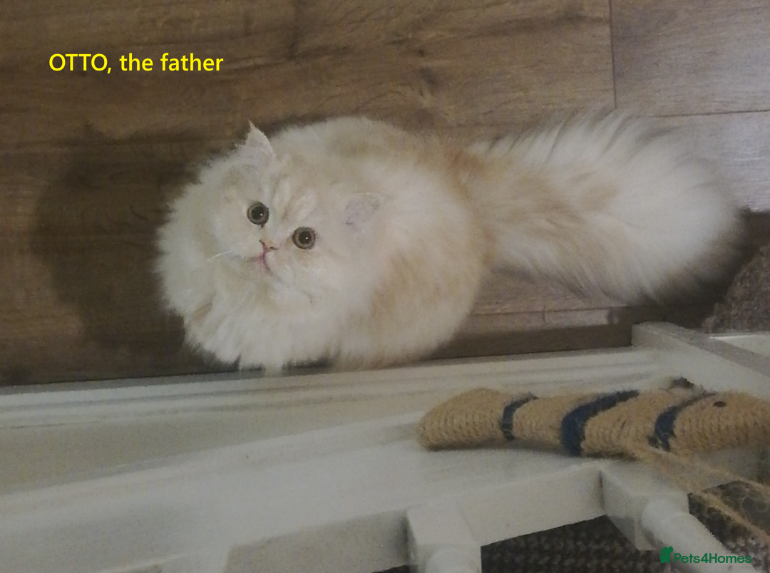 Persian cats for sale: Two Exquisite Persian Chinchilla Doll Face Kittens - Advert 13