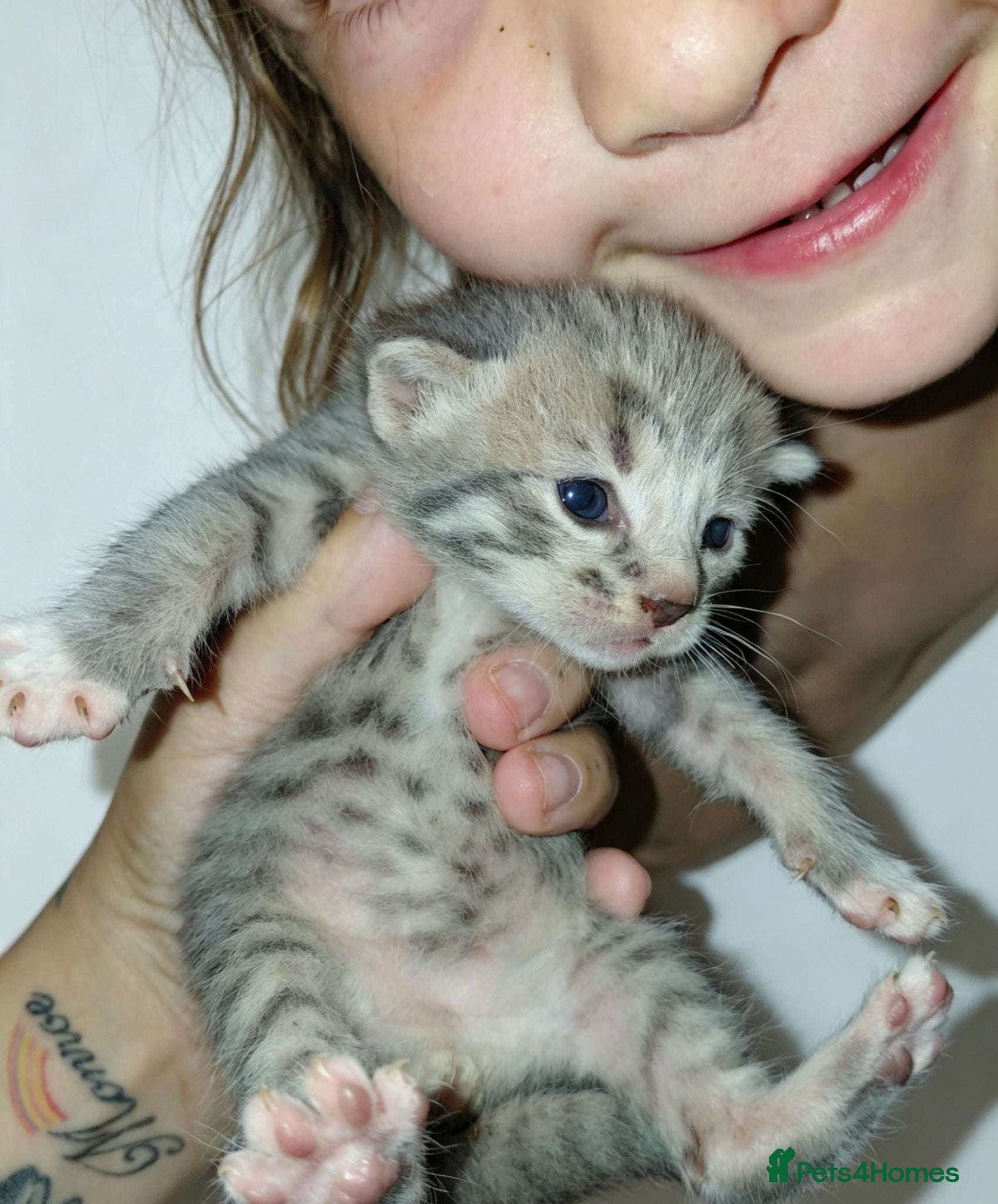 Mixed Breed cats babies for sale  - Advert 14