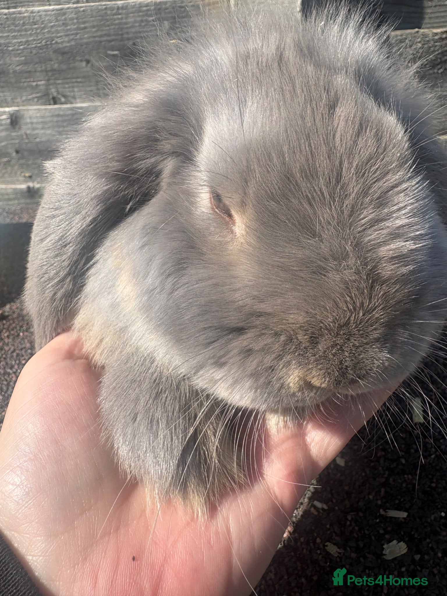 French Lop rabbits French lops - Advert 15
