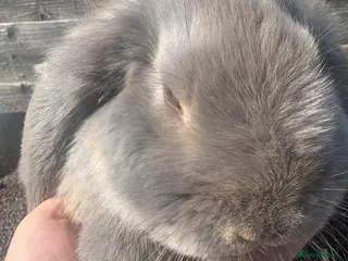 French Lop rabbits French lops - Advert 15