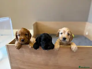 Cockapoo dogs Beautiful Cockapoo Puppies - Advert 11