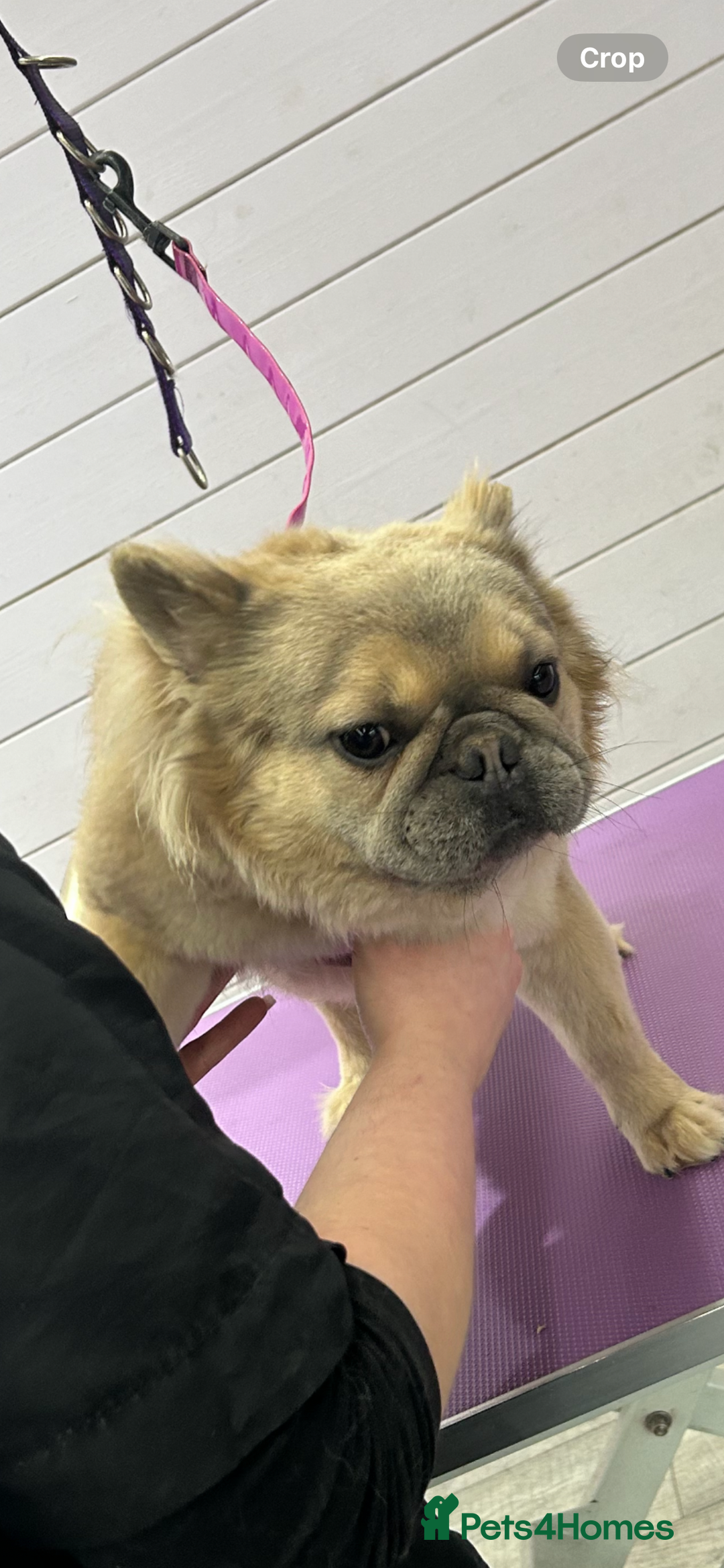 French Bulldog dogs for sale: fluffy French bulldogs  - Image 2