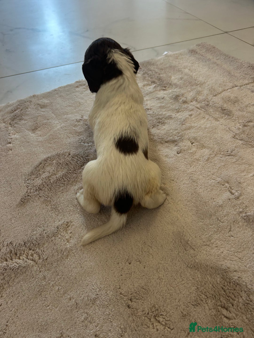 English Springer Spaniel dogs for sale: KC registered Springer spaniels puppies  - Image 40