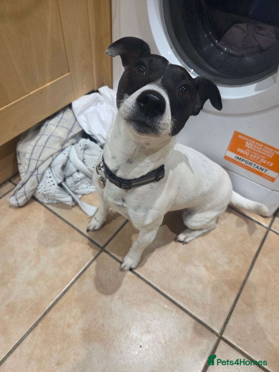 Jack Russell dogs for sale: Poppy - Advert 6