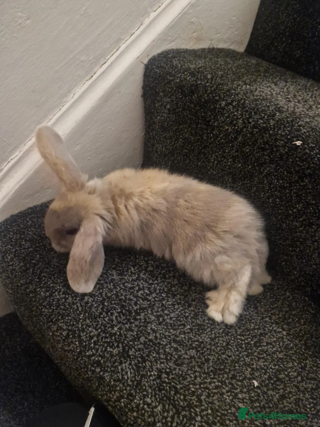 Lionhead rabbits for sale: A stunning mix off lion and lop rabbits - Advert 2