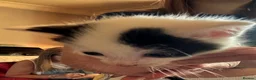 Mixed Breed cats for sale: Beautiful babies ready for collection - Advert 15