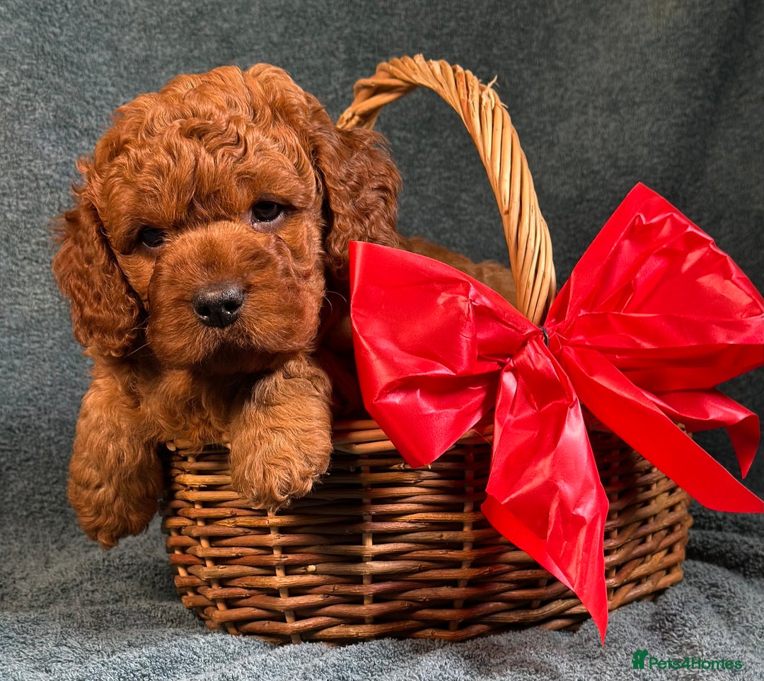 Cavapoo dogs for sale: F1B Cavapoo health tested boutique breeder - Image 10