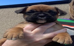 Boxer dogs for sale: Gorgeous Boxer Puppies  - Image 1