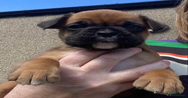 Boxer dogs - Advert 6