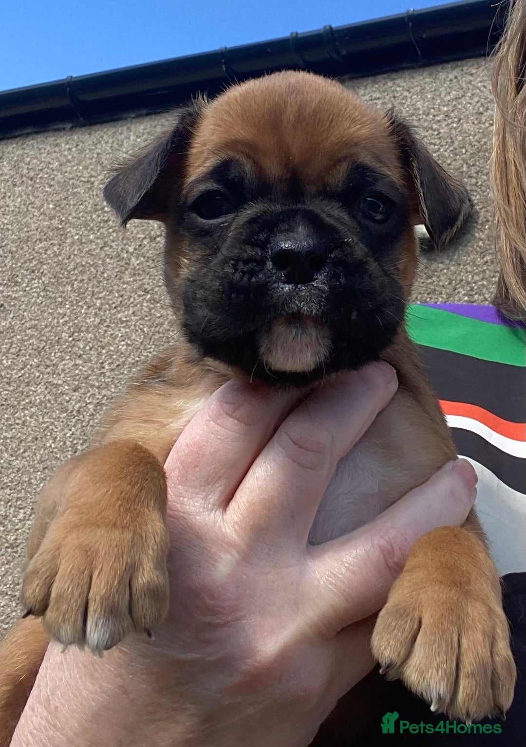 Boxer dogs for sale: Gorgeous Boxer Puppies  - Image 1