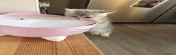 Mixed Breed cats for sale: Beautiful grey / beige little girl kitten - Advert 5