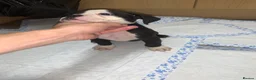 Olde English Bulldogge dogs for sale: Ready to leave Old English bulldog puppy’s  - Advert 8