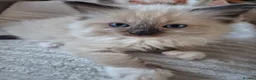 Ragdoll cats for sale: Beautifull ragdoll - Advert 23