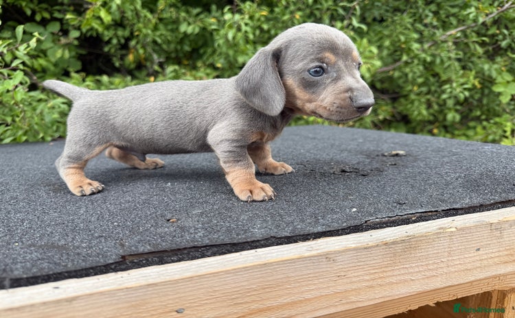 Miniature Dachshund dogs - Advert 2