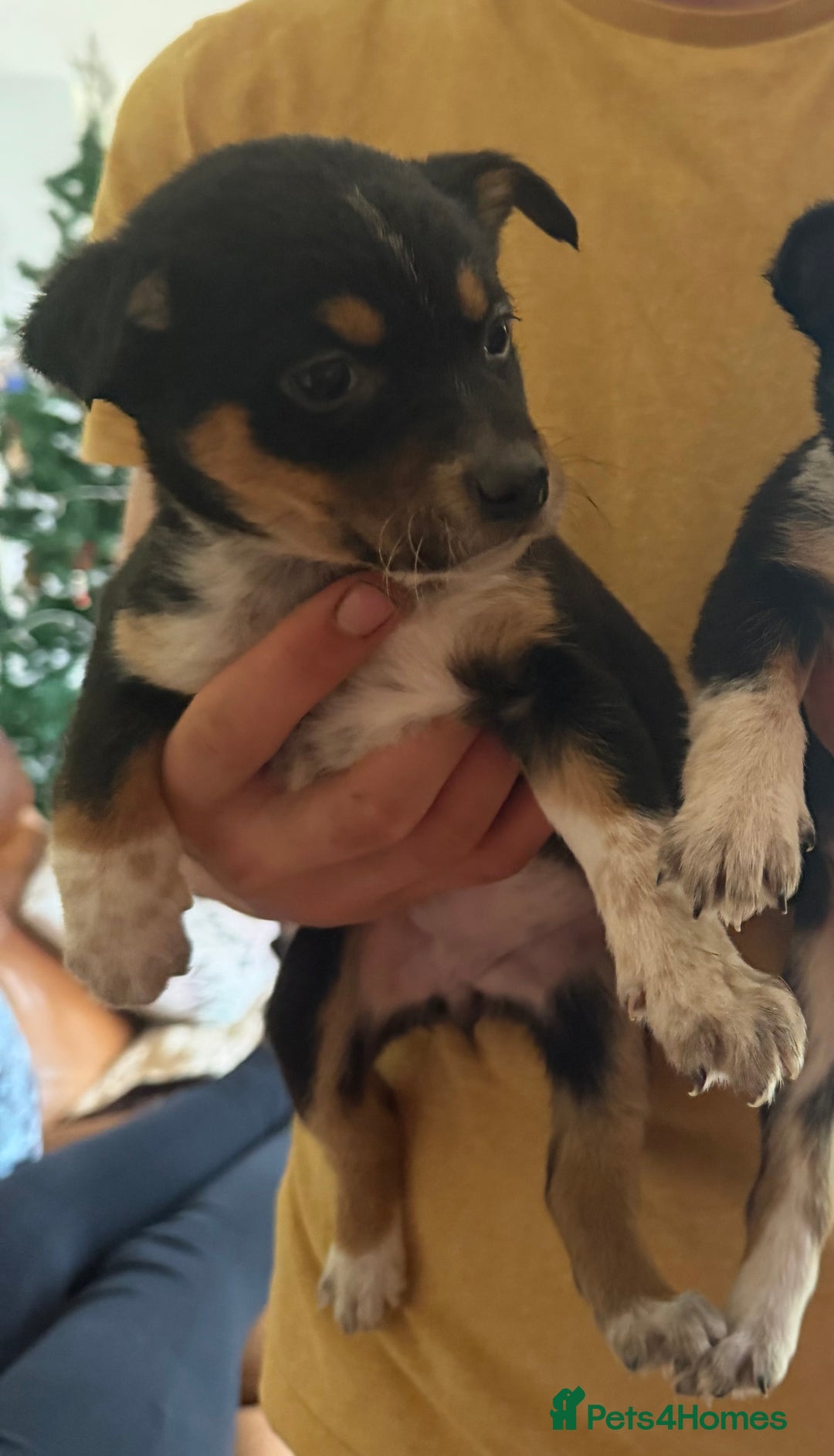 Mixed Breed dogs for sale: kelpie/blue heelers - Advert 23