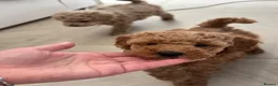 Toy Poodle dogs for sale: Stunning KC Toy poodle puppies.DNA health tested - Advert 7