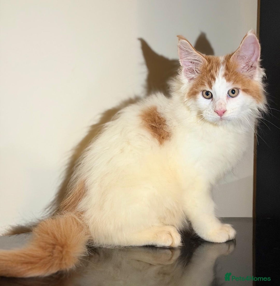 Maine Coon cats for sale: Purebred maine coon kittens - Advert 12