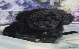 Cockapoo dogs for sale: sable & phantom & tri colour cockapoo puppies  - Image 18