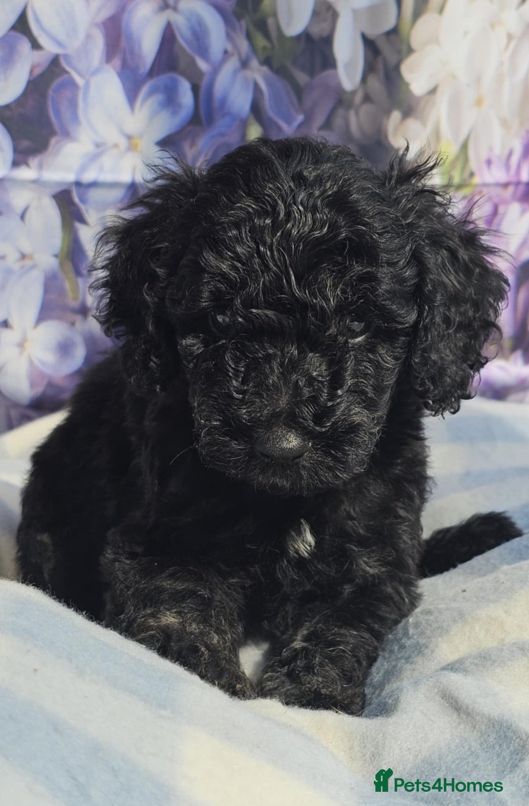 Cockapoo dogs for sale: sable & phantom & tri colour cockapoo puppies  - Image 18