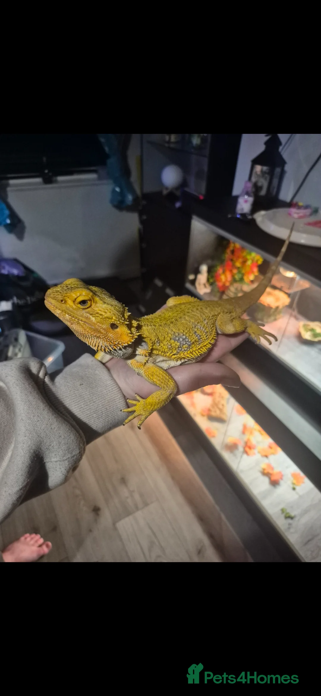 Bearded Dragon reptiles for sale: citrus male and orange leatherback male - Advert 6