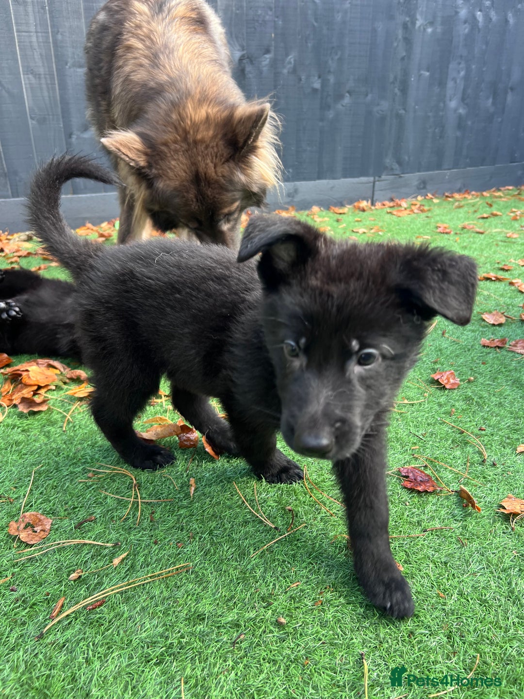 German Shepherd dogs for sale: German Shepherd Puppies, Ready to leave next week - Image 24