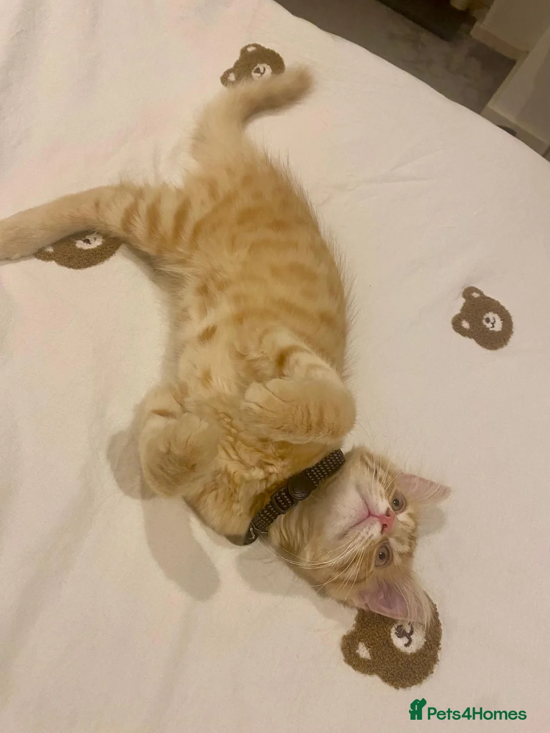 Mixed Breed cats for sale: Main Coon cross of Domestic short hair  - Advert 1