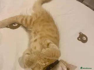 Mixed Breed cats Main Coon cross of Domestic short hair - Advert 2