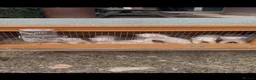 Ferret rodents for sale: Ferrets for sale  in Horley - Advert 3