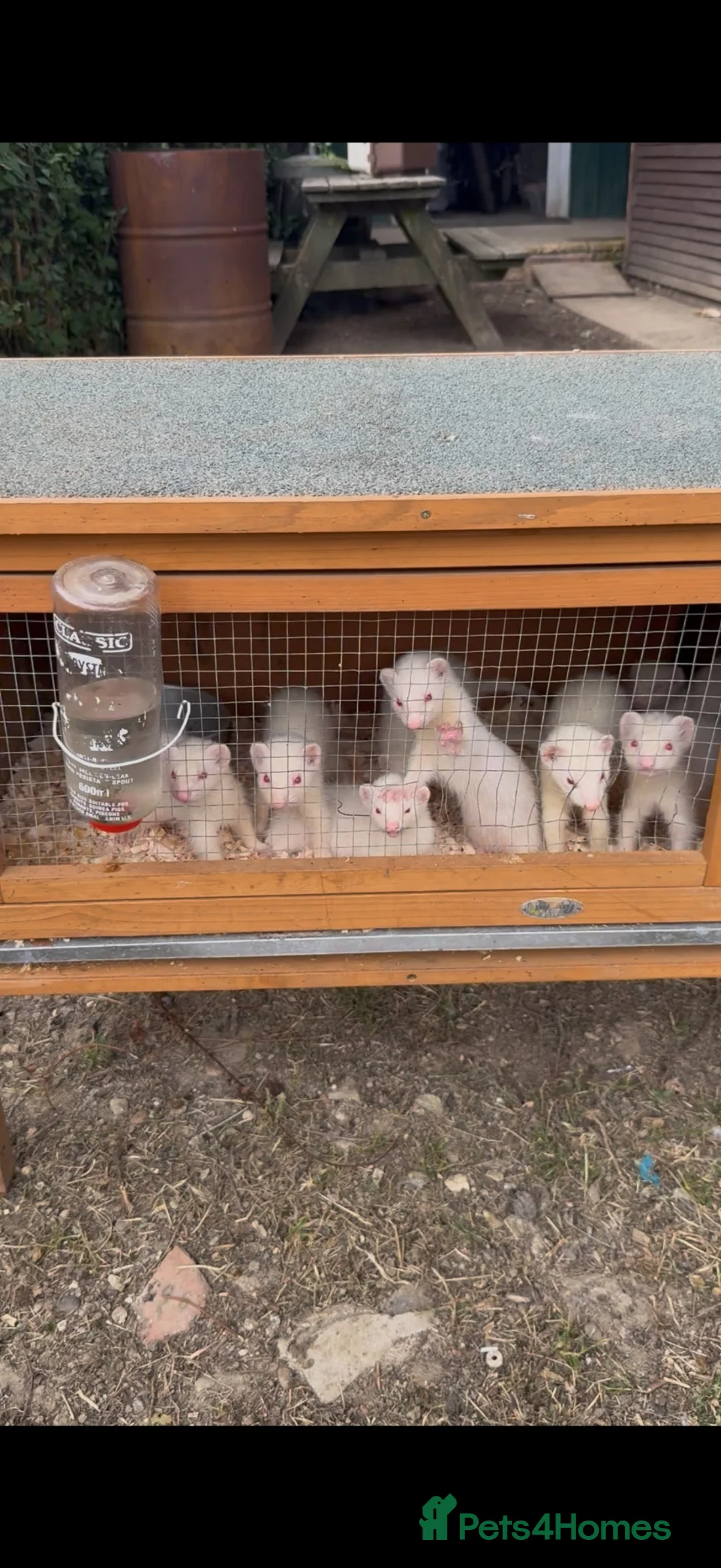 Ferret rodents for sale: Ferrets for sale  in Horley - Advert 3