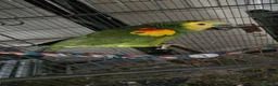 Parrots birds for sale: Amazon blue fronted parrots in Edgware - Advert 5