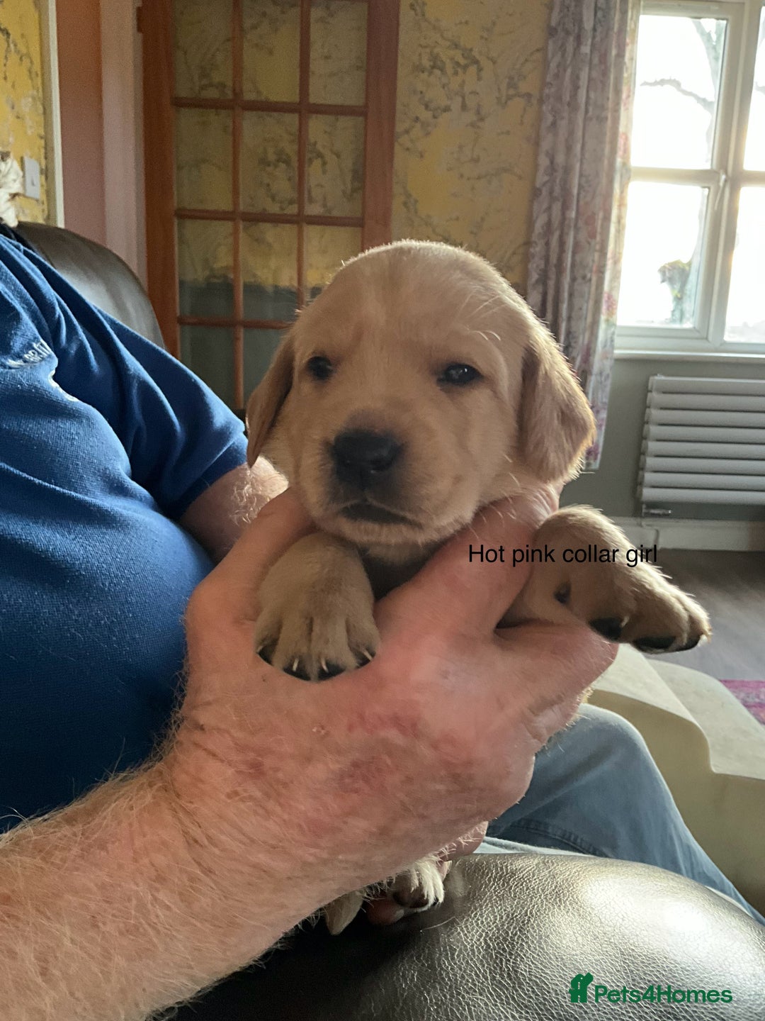 Labrador Retriever dogs for sale: Gorgeous Litter of Labrador Puppies - Advert 8