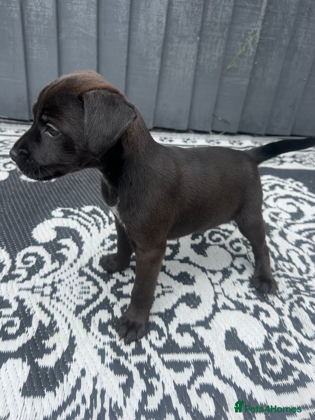 Patterdale Terrier dogs for sale: Patterdale pups  - Image 7