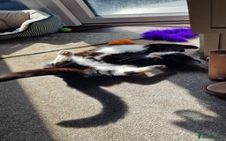 Mixed Breed cats for sale: Adopt little miss Eevee  - Image 1