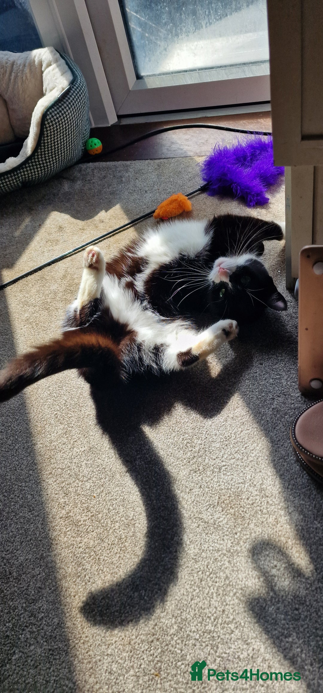 Mixed Breed cats for sale: Adopt little miss Eevee  - Image 1