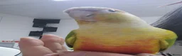 Conures birds for sale: Beautiful pineapple greencheek conure female - Advert 3
