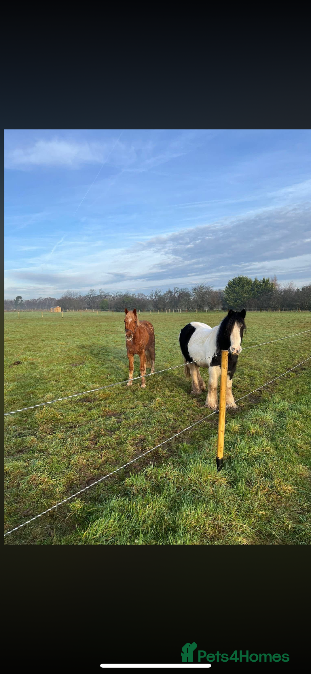 Welsh Section B horses for sale: ELSA🧡 - Advert 7