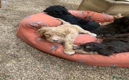 Bernedoodle dogs for sale: Medium Size Bernedoodle F1 puppies.  - Image 11