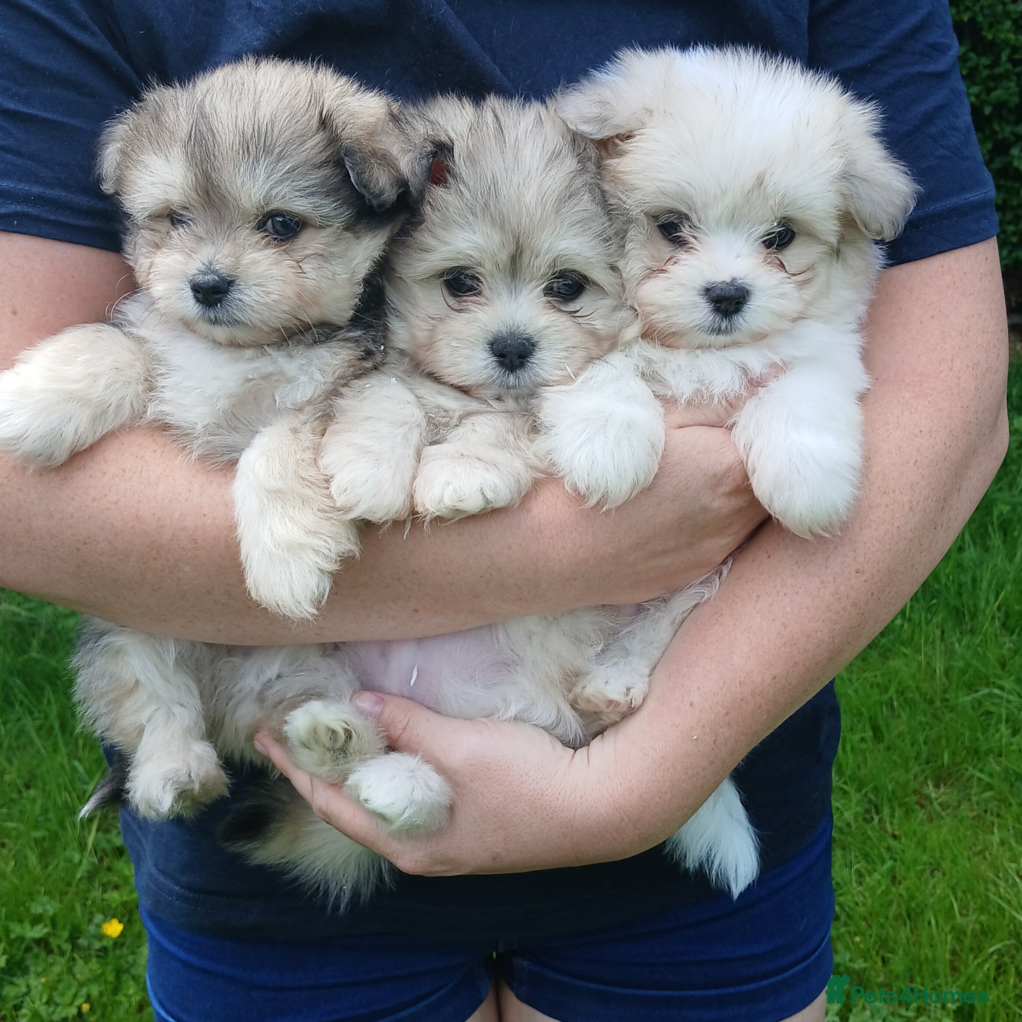 Maltipom dogs Maltipom Puppies  - Advert 1