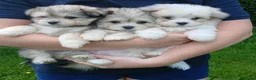 Maltipom dogs for sale: Maltipom Puppies  - Advert 1