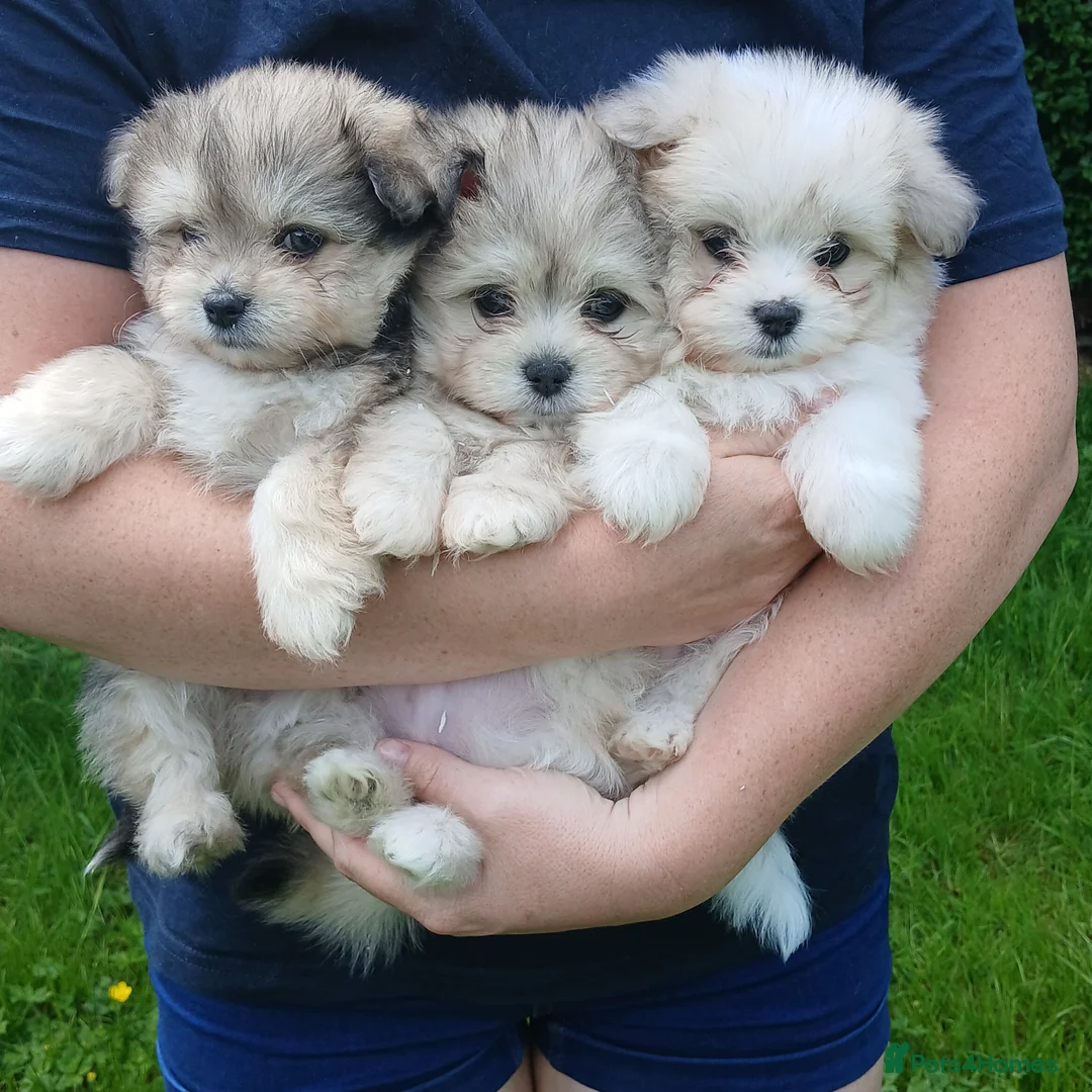 Maltipom dogs for sale: Maltipom Puppies  - Advert 1