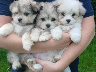 Maltipom dogs Maltipom Puppies - Advert 6