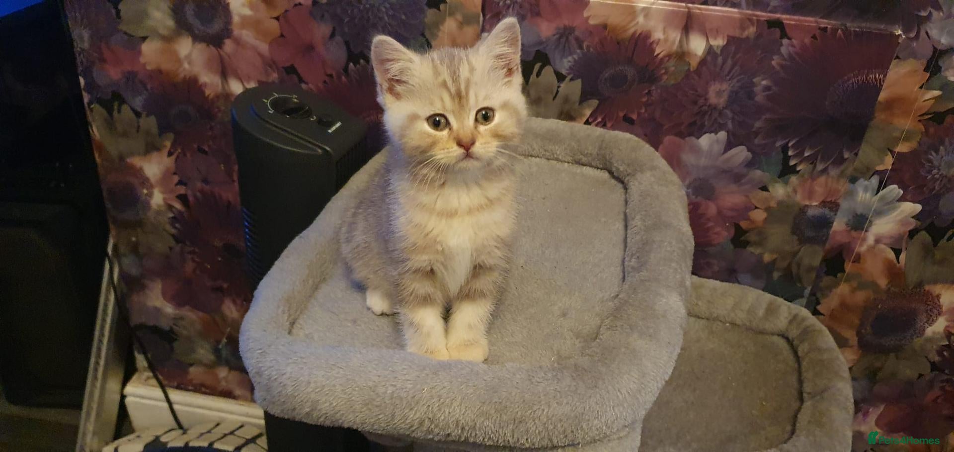 British Shorthair cats British short hair lilac/cinnamon tabbys - Advert 2
