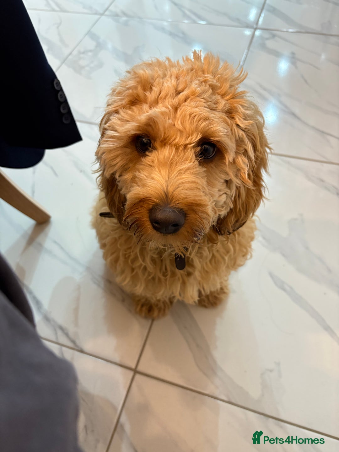 Cockapoo dogs for sale: Kids friendly Cute kind no shedding best dog ever - Advert 4