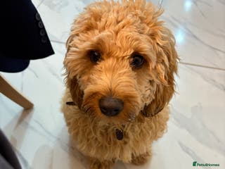 Cockapoo dogs Kids friendly Cute kind no shedding best dog ever - Advert 18