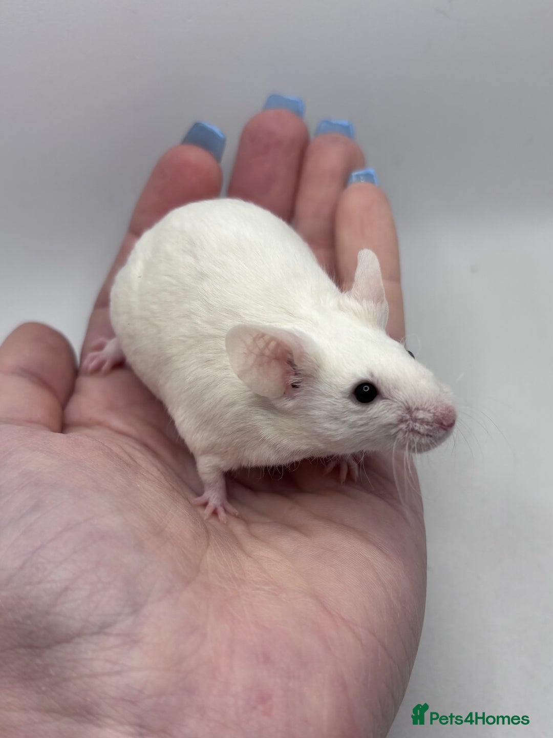 Mouse rodents for sale: Male Fancy Mice (available now) - Advert 2